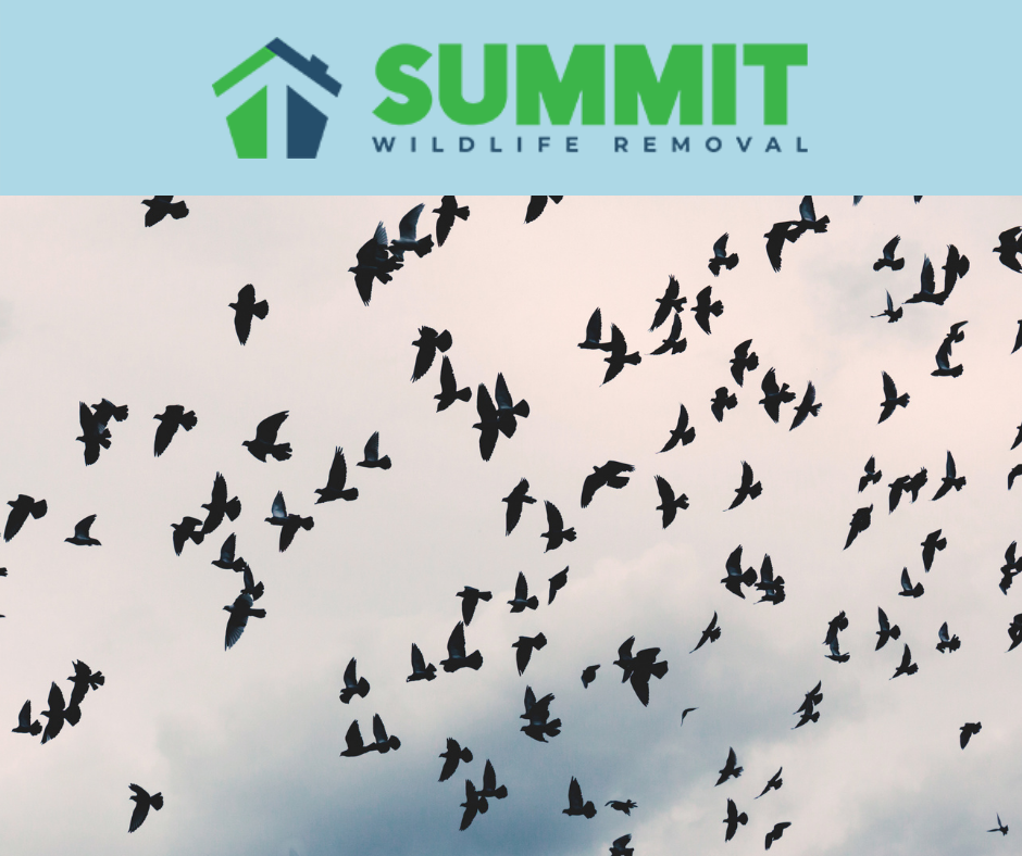 Migratory birds and new Virginia legislation - Summit Wildlife Removal