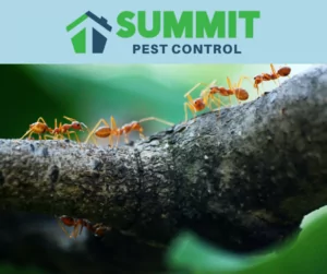 Pest Control Fredericksburg VA