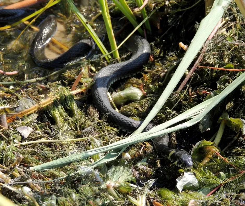 snake in grass