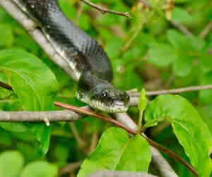 eastern rat snake on a branch august