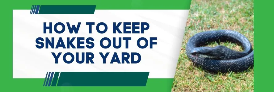 keep snakes out of yard