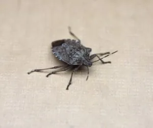 stink bug indoors