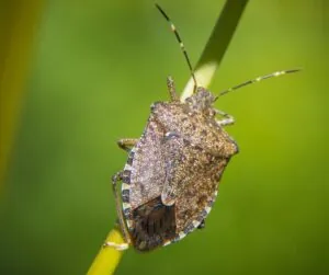 stink bug outdoors