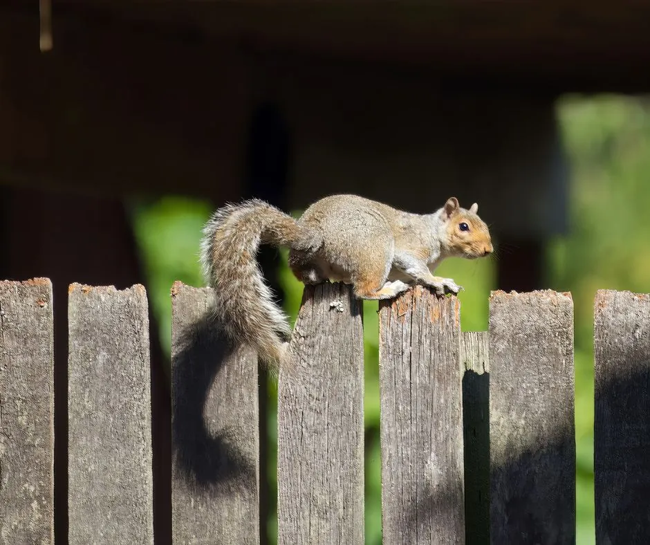 SWR squirrel on fence