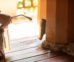 spraying for termites