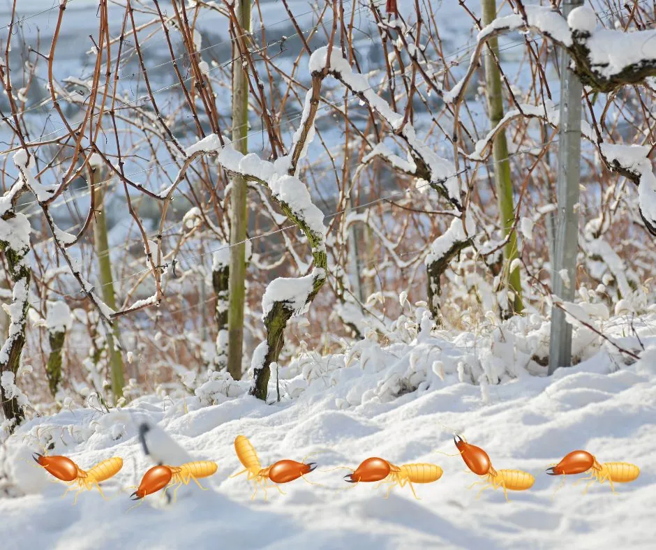 termites in snow