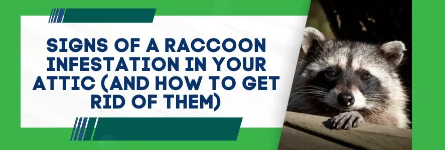 Signs of a Raccoon Infestation in Your Attic (And How to Get Rid of Them)