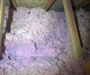 raccoon damaged insulation