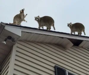 raccoons on roof, damaged soffit